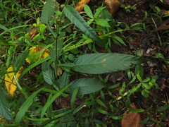 Tadehagi triquetrum