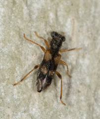 Phyllobaenus