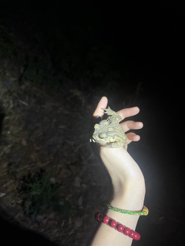 Asiatic Toad