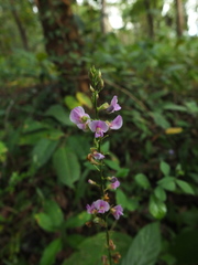 Tadehagi triquetrum