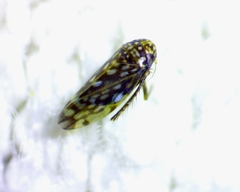 Xestocephalus superbus