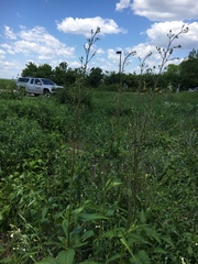 Scrophularia lanceolata