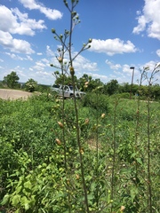 Scrophularia lanceolata