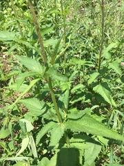 Scrophularia lanceolata