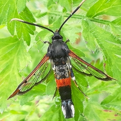 Synanthedon formicaeformis