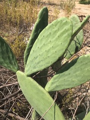 Opuntia ficus-indica