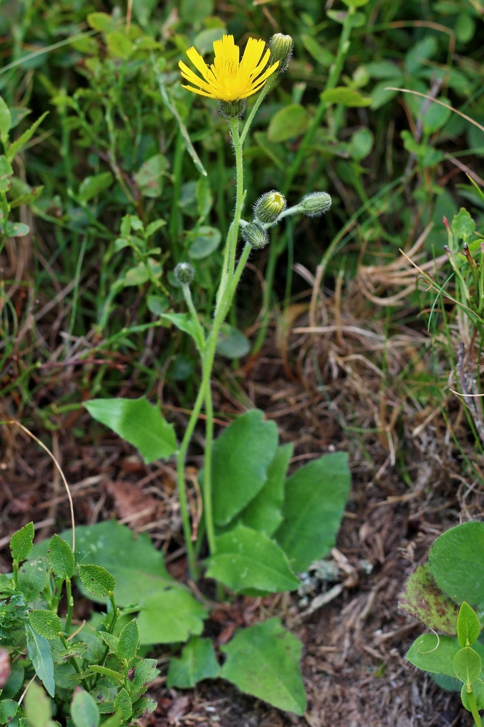 Hieracium nigritum