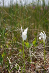Arethusa bulbosa