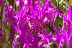 Arethusa bulbosa