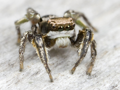 Habronattus klauseri