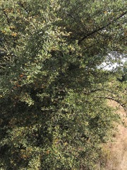 Pyracantha angustifolia