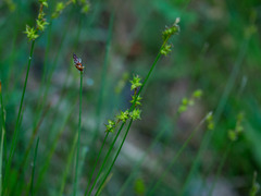 Carex interior