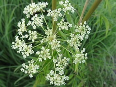 Cicuta maculata maculata