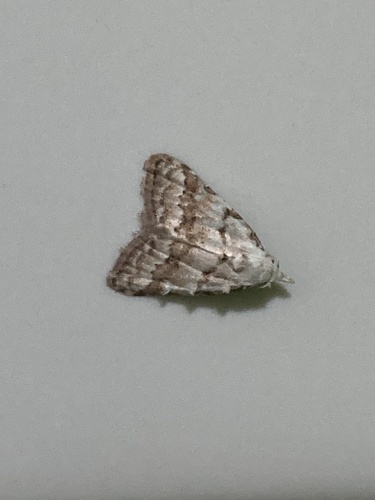 drobnička brezová (Nola aerugula)