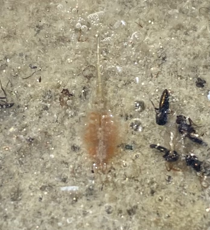 Artemia monica Verrill, 1869