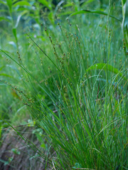Carex interior