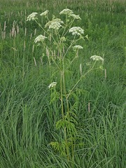Cicuta maculata maculata