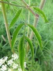 Cicuta maculata maculata