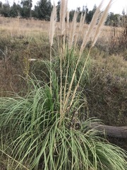 Cortaderia selloana