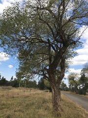 Populus deltoides