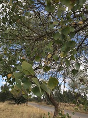 Populus deltoides