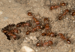 Pogonomyrmex californicus