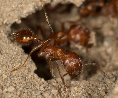 Pogonomyrmex californicus