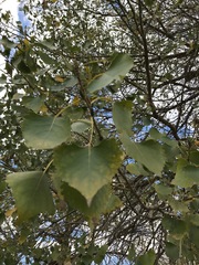 Populus deltoides
