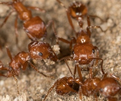 Pogonomyrmex californicus