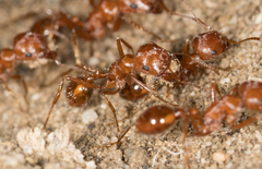 Pogonomyrmex californicus