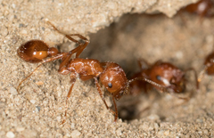 Pogonomyrmex californicus