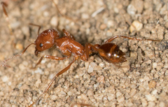 Pogonomyrmex californicus