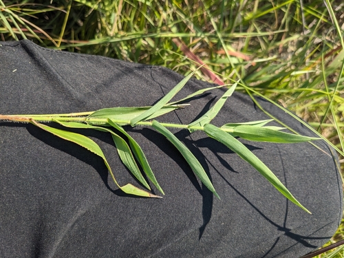 Image of Dichanthelium leibergii by (c) Ethan Rose, some rights reserved (CC BY)