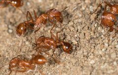 Pogonomyrmex californicus