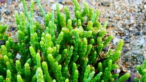 Image of Salicornia perennis by no rights reserved