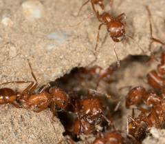 Pogonomyrmex californicus