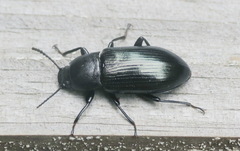 Centronopus calcaratus