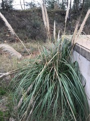 Cortaderia selloana