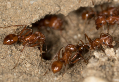 Pogonomyrmex californicus