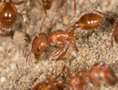 Pogonomyrmex californicus