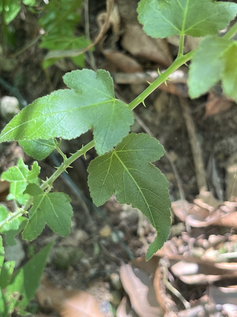 Taiwanese Raspberry Sinko Raspberry from Taiwan, Zhongshan District, TPE, TW on August 3 ...