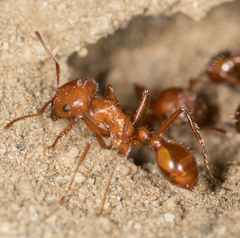 Pogonomyrmex californicus