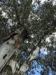 Eucalyptus camaldulensis