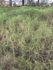 Cenchrus clandestinus