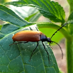 Pseudocistela ceramboides