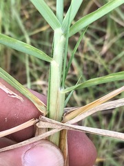 Cenchrus clandestinus