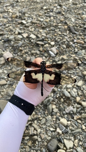 Butterfly Skydragon