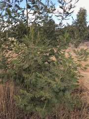 Acacia mearnsii