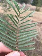 Acacia mearnsii