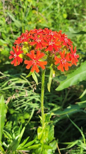 Silene chalcedonica
